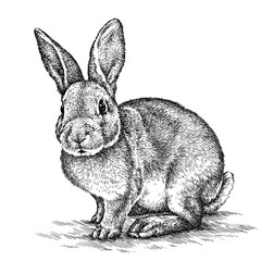 engrave rabbit illustration