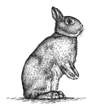 engrave rabbit illustration