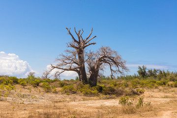 Big baobab tree surrounded by African Savannah 