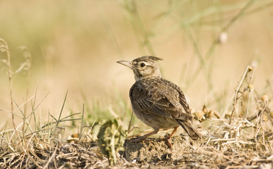 Crested Lark (Galerida cristata)