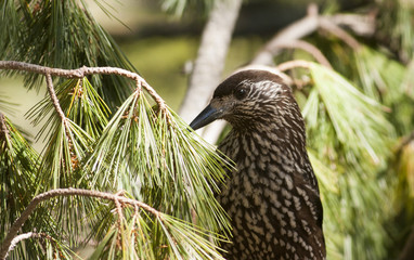 Spotted Nutcracker (Nucifraga caryocatactes)