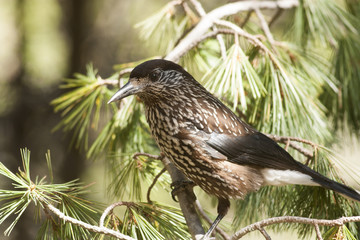 Spotted Nutcracker (Nucifraga caryocatactes) © georgigerdzhikov