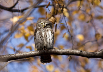 Pygmy owl