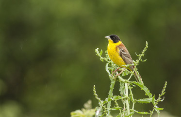 Black-headed Bunting (Emberiza melanocephala)