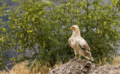 Egyptian Vulture (Neophron percnopterus)