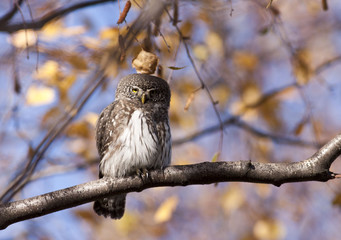 Pygmy owl