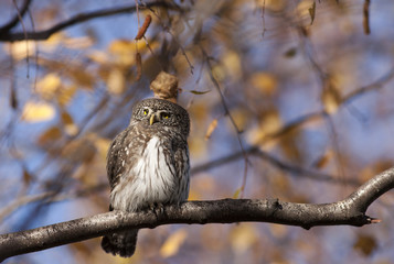 Pygmy owl