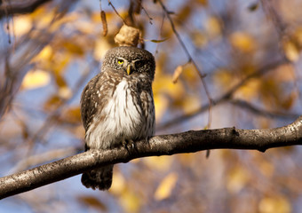 Pygmy owl