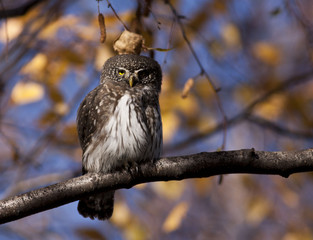 Pygmy owl