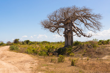 Grand baobab entouré de savane africaine