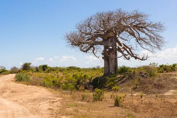 Stickers pour porte Baobab Grand baobab entouré de savane africaine
