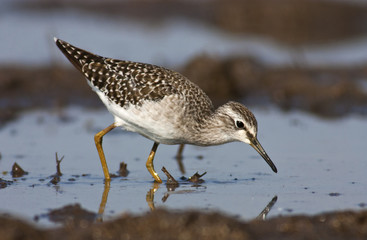 Wood sandpiper