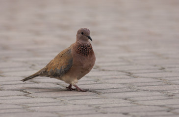 Laughing Dove (Spilopelia senegalensis)
