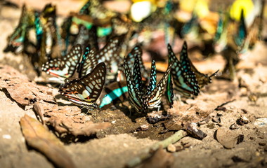 close up group of beautiful butterfly.