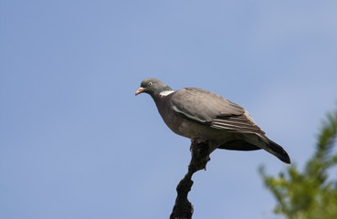 Woodpigeon