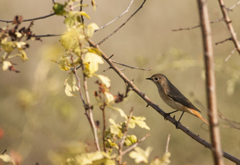Common Redstart