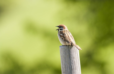 Tree sparrow