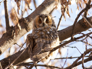 Long-eared Owl (Asio otus)