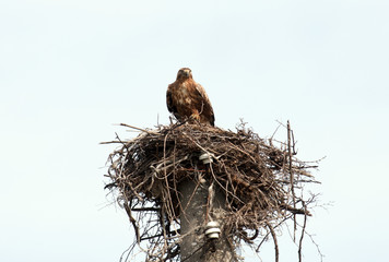 Long-legged Buzzard in nest