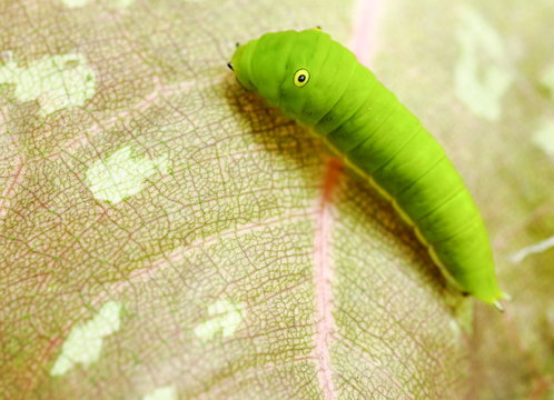 Green Caterpillar crawl on a leaf.