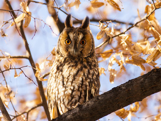 Long-eared Owl (Asio otus)
