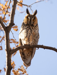 Long-eared Owl (Asio otus)