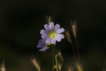 Purple flower on dark background