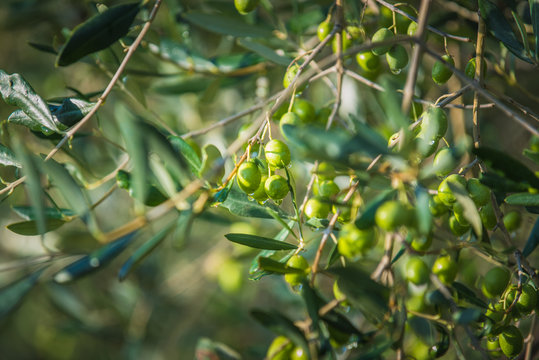 Green olives on olive oil on a rainy day