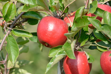 Rote Äpfel hängen am Apfelbaum
