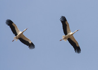 Fototapeta na wymiar Migrating White Storks