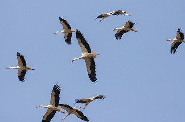 Migrating White Storks