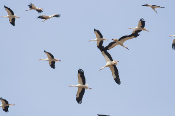 Migrating White Storks
