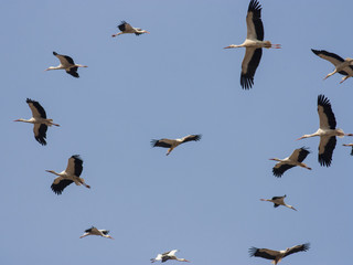 Migrating White Storks