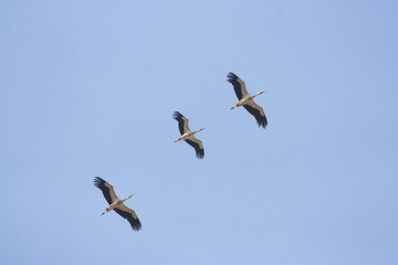 Migrating White Storks