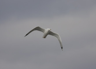 Yellow-legged Gull