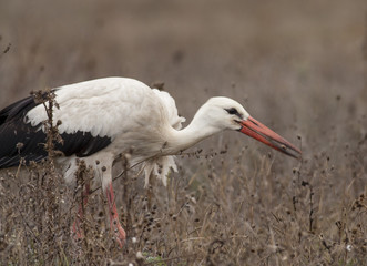 White Stork