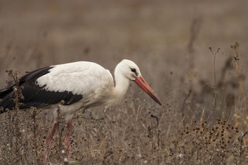 Fototapeta na wymiar White Stork
