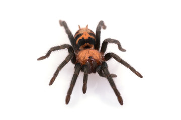 Tiger Rump Tarantula Cyclosternum fasciatum