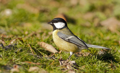 Great Tit