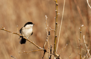 Marsh Tit (Parus palustris)