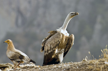 Griffon vulture and egyptian vulture
