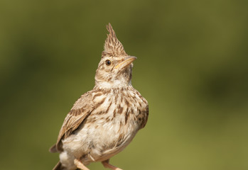 Crested Lark (Galerida cristata)