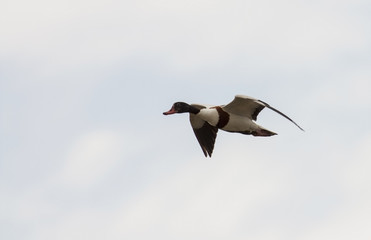 Shellduck