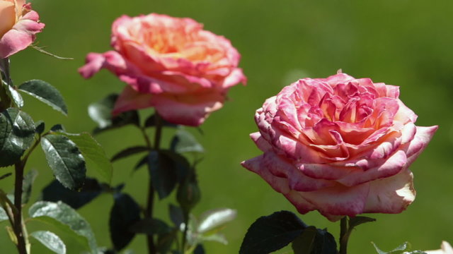 Rose garden beautiful flower P HD 0368