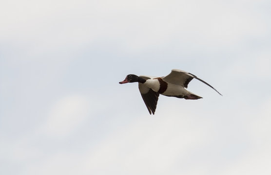 Shellduck