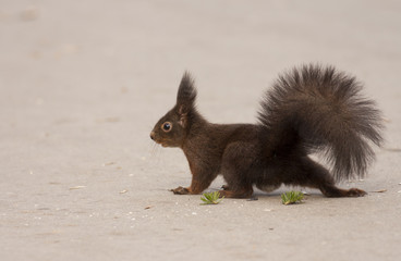 Red squirrel (Sciurus vulgaris)