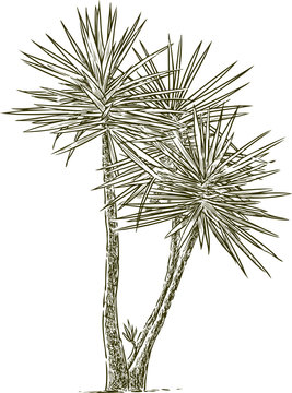 garden palm