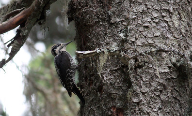 Tree-toed Woodpecker