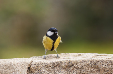 Great Tit