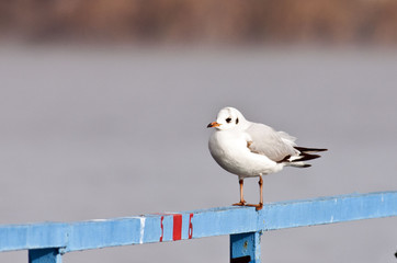 Obraz premium Black-headed Gull 